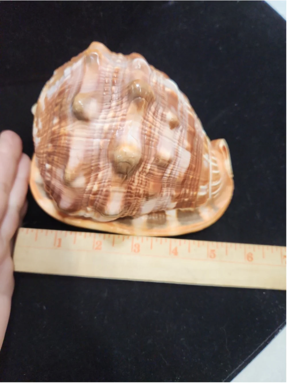 Natural Red Cameo Cypraecassis Conch Sea Shell 6x5x4